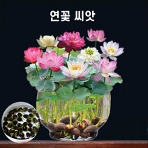 연꽃 씨앗 꽃씨앗 미니 연꽃 실내식물 수중재배, 1세트
