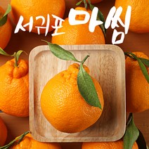 서귀포 첫수확 당도선별 고당도 한라봉 5kg 10kg, 맛있는 노지 한라봉 10kg 소과(55-75과)가정용