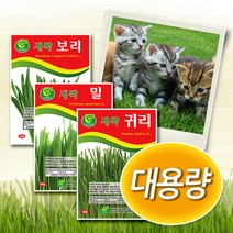 대용량 캣그라스씨앗 -밀 보리 귀리 새싹씨앗, 1개, 새싹밀 1kg