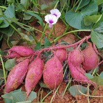 해남 달망 밤고구마, 특상, 5kg