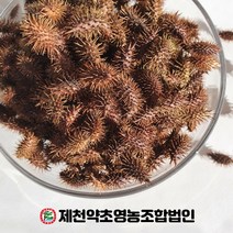 (자연산)국산 창이자 (도꼬마리) 500g 제천약초영농조합, 1