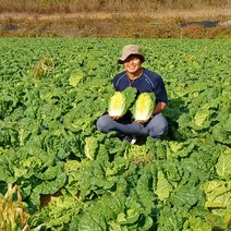 강원도 고랭지 해올찬 절임배추 절인배추 김장배추 20kg, 12월20일출고-12월21일도착