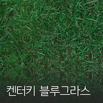 코리아팜 켄터키 블루 그라스1kg, 1개