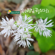 꼭지연잎꿩의다리 [3포트] (복남이네야생화 여름 야생화 모종 꼭지 연잎 꿩의다리 물꿩의다리 반그늘)