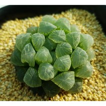 하월시아 자옵튜샤 (랜덤) 희귀 다육 반려 식물 리톱스 칼큘러스 선인장