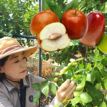 보은 생 햇 대추 사과대추 1kg, 1개, 사과대추 1kg 중과 (60~70과)