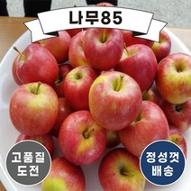 (나무85) 미니사과나무 2종 시리즈, 3. 오토매 R3