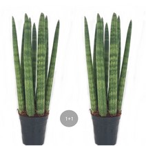 트리앤 1+1 산세베리아 수퍼바 금전수 스투키 공기정화식물 미세먼지식물, 12. 1+1 스투키 30cm-8촉 이상 1개