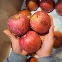 못난이 흠집 꿀 부사 사과, 04. 10kg (48-51꼬마)