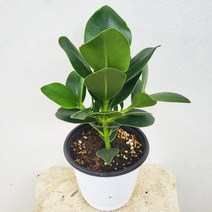 크루시아 쿠루시아 중품 인기관엽 20~40cm 89