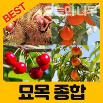 [오늘의 나무] 합리적 가격의 우수한 유실수 약용수 묘목 판매합니다.