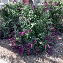 붓들레아(나노퍼플)삽목1년(4주묶음)묘목/F1186, 1개