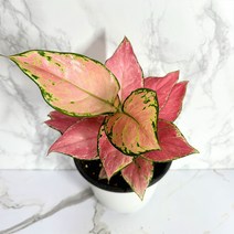 나만의화원 지리홍 아글라오네마 화려한잎, 1개