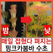수초하우스) 핑크 카붐바 매일 접었다 펴지는 신기한 수초(초보자용 쉬운 수초), (싸게더많이)10줄기