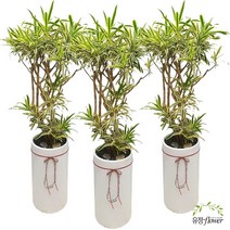 드라세나 송오브인디아 실내공기정화식물 관엽식물 승진 취임 개업식화분 당일배달, 1개