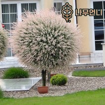 플라밍고 셀릭스 삼색버드나무 나무언니, 플라밍고 셀릭스 120L포트(5개묶음)