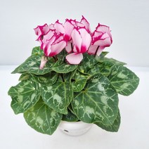 시클라멘 빅토리아로즈아이 (15cm 중품), 1개