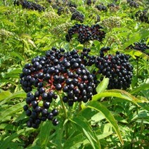 착한가격 나무생각/블랙엘더베리/4치포트, 주