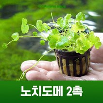 초보 수초 키우기 노치도메 2촉, 없음