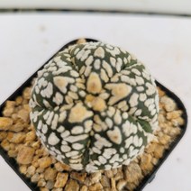 [메카다육]59-0530 선인장 슈퍼투구(국내실생)화분포함 다육식물, 1개