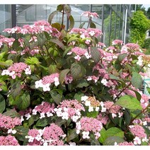 차수국-하이드랜티아(Hydrantea) 7치 포트 인테리어 수종/ 산수국 / 차수국 / 수국/ 묘목/정원수 /생울타리 /꽃나무친구, 1개