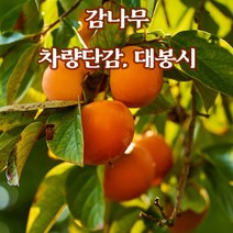 뿌리로템원예종묘_감나무 차량단감 대봉시 접목2년 특 과일나무 유실수, 대봉시 접목2년 특 5주