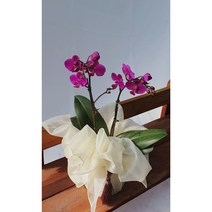 유락 호접란 - 보자기 / 부산꽃 개업 축하 승진 어버이날 화분 예단 상견례 보자기 난 부모님 선물 스승의날, 진분홍