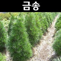 금송 5년(뿌리) 1개/나무 묘목/상록수/조경용