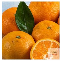 제주귤 제주도귤 랜덤과 귤 3kg