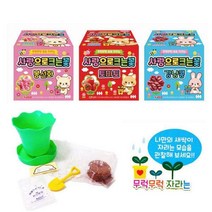 3000 팬시로비 사랑으로 크는 꽃 학습교재용 미니 화분, 강낭콩