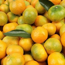 (파인밀) 제주 감귤 로얄과 5kg (실중량/S-M)