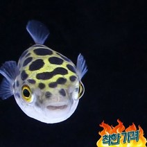 초록복어 녹색복어 (2마리)