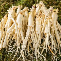 산지직송 세척인삼 4~5년근 수삼 난발삼 중 600g+추가증정100g/삼계탕재료증정