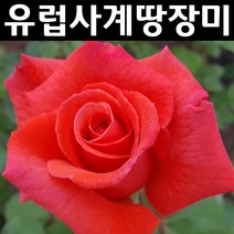 유럽사계땅장미 29품종 모음 개화주 포트 1개/빨강 노랑 분홍 흰색 장미, 26.서프라이즈