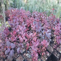 자엽안개나무/실생1년(5주묶음)묘목/e0619