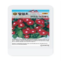 일일초 자이오 다크레드 씨앗 10립 일일초 꽃씨 씨앗 대장