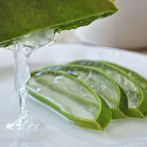 [동네장보기] 생알로에 식용 알로에잎 먹고 바르는 탱글탱글 알로에베라, 5kg