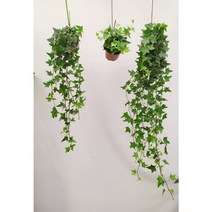 보거스플라워 아이비 10~120cm 식물 모음 수성 공기정화식물 행잉플랜트 식물 스킨답서스, 7. 아이비 120cm, 1개