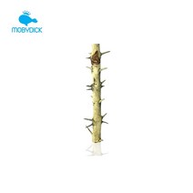 모비딕 어항 장식 꾸미기 쏜트리 가시 유목 대 40~49cm 수초활착