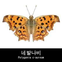 나비표본 네발나비 Polygonia c-aureum