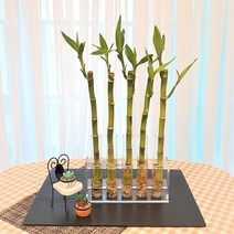 공기정화식물 반려식물 플랜테리어 수경재배 기르기 쉬운 개운죽, 5개입