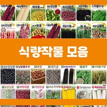 콩 옥수수 곡물 씨앗 모음, 14.얼룩강낭콩, 1개