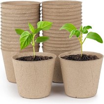 가게오픈화분 꽃잔디씨앗 여름꽃모종 국화모종 식물, 8cm-10pcs