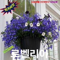 (희귀꽃씨) 헹거로최고 로벨리아 코발트블루 25립, 상세페이지 참조