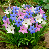 식물마켓 아이페이온 구근 특선, 아이페이온 02. 롤프 피들러 5구