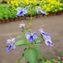 행복한꽃순이 나비수국(소) 10cm분, 1개