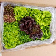 [설가채] 아쿠아포닉스 무농약 유럽 상추 모듬 500g, 1개