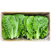 잎로메인 상추 1kg
