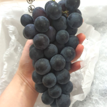 국내산 산지직송 고당도 제철 켐벨 캠벨포도 1~3kg 프리미엄 특등급 상주 모동 모서 봉지 노지 김천포도 봉지포토 노지포도 모동포도, 2kg, 1개