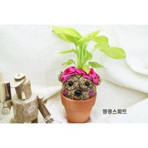 [쩡토피어리]화분 행잉 볼 가랜드 반려식물 공기정화 토피어리, 푸미라